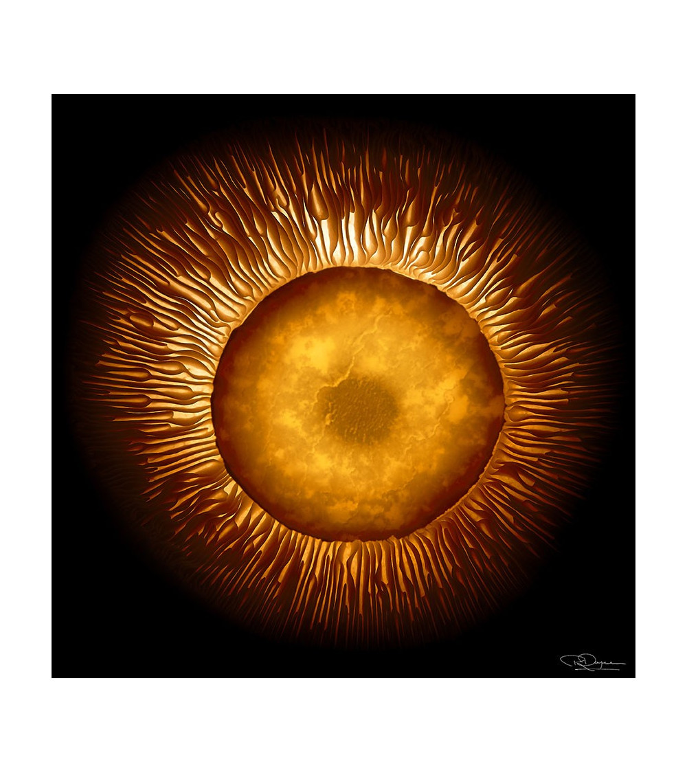 Eclipsa solaire de Patrick Rougereau